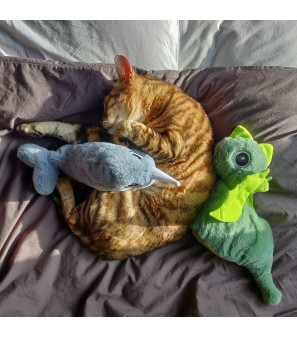 Bouillotte graines naturelles