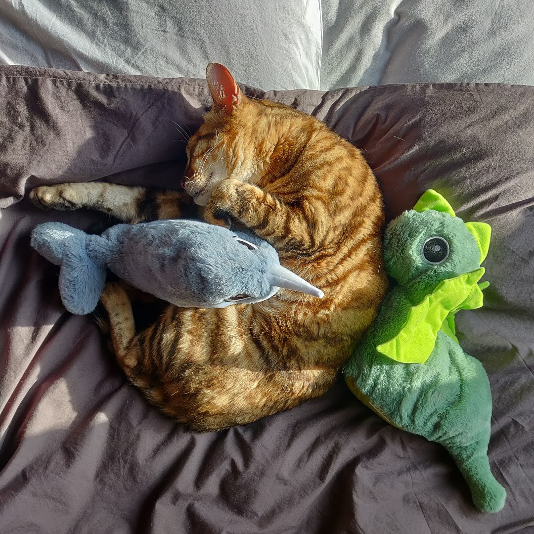 Bouillotte graines naturelles