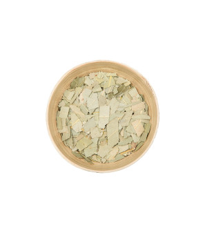 Eucalyptus feuille  Calmelia