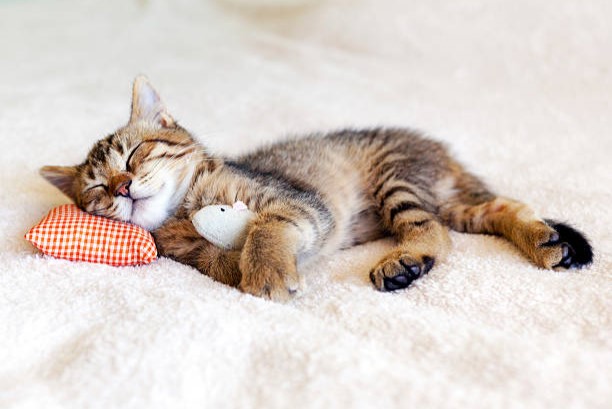 Plantes médicinales pour sommeil