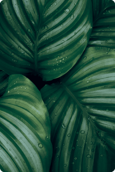 Laboratoire Marque Verte