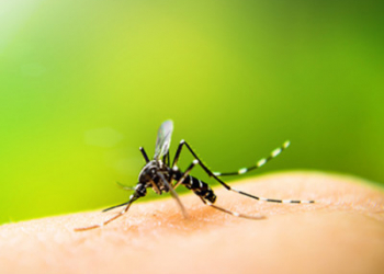 Se protéger des moustiques